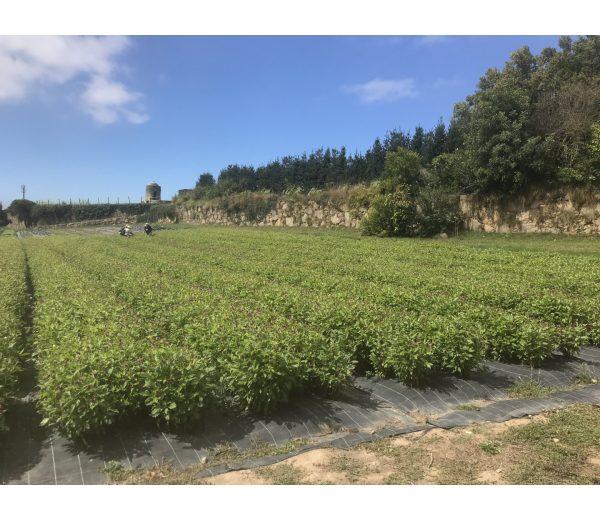 Photo de Cantinho das Aromáticas Photo de Cantinho das Aromáticas