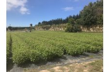 Photo de Cantinho das Aromáticas Photo de Cantinho das Aromáticas