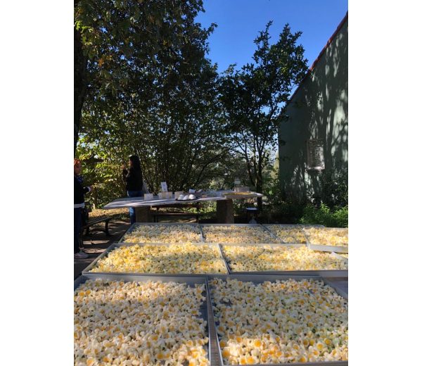 Photo de Chá Camélia Photo de Chá Camélia