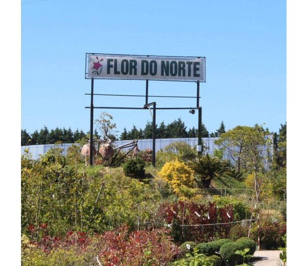 Photo de Flor do Norte Photo de Flor do Norte