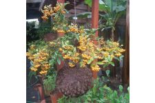 Photo de Manel Jardineiro Photo de Manel Jardineiro