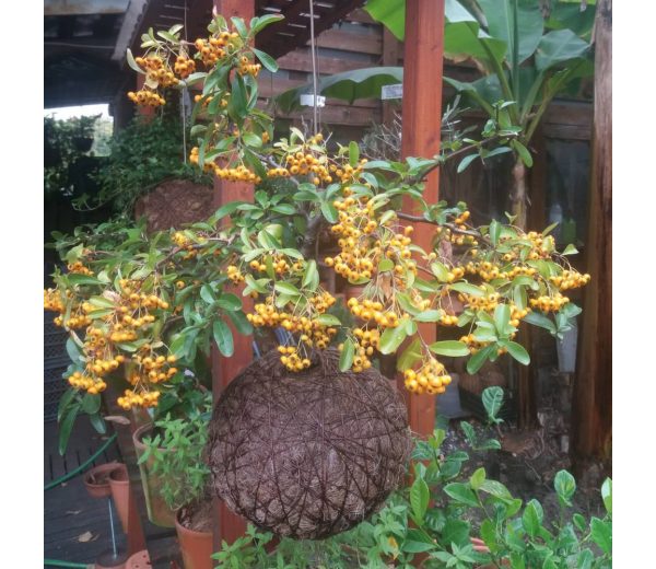 Photo de Manel Jardineiro Photo de Manel Jardineiro