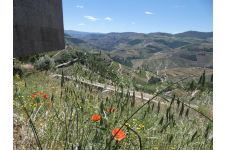 Photo de Quinta dos Lagares Photo de Quinta dos Lagares