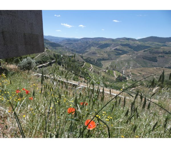 Photo de Quinta dos Lagares Photo de Quinta dos Lagares