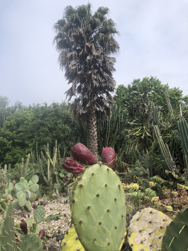 Découverte du nouveau Parque Botânico do Campo Alegre