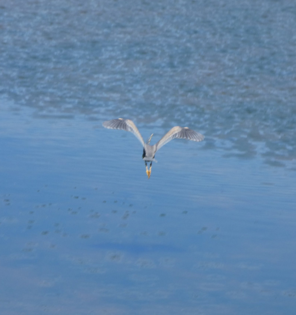 Réserve naturelle des dunes de São Jacinto