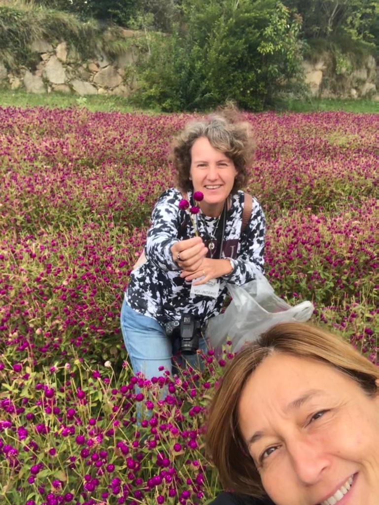 Cueillette des « perpétuas »