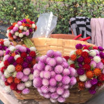 Cueillette des "Perpetuas"