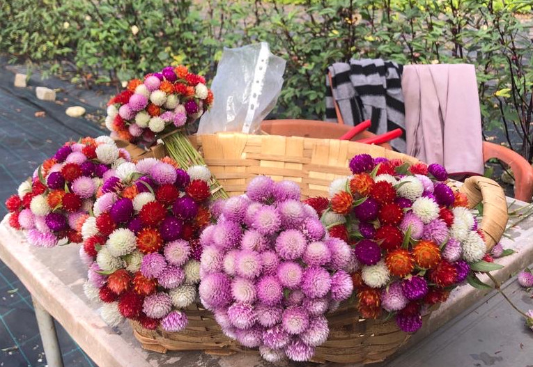 Cueillette des "Perpetuas"