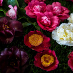 Exposition de camélias de Porto