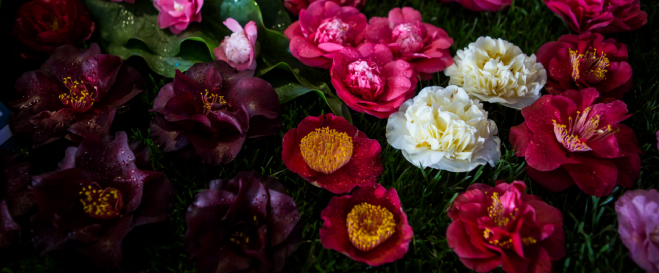 Exposition de camélias de Porto